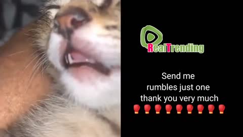 not only cute but also a smart compilation of funny cats
