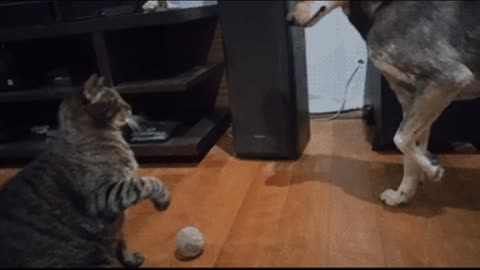 Gif video of dog against cat