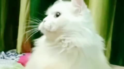 Cat's funny reaction 😍