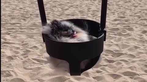 Cute pet sitting leisurely on the swing