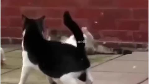 Cat and dog fight funny video 😅🤣🐕 Laughing Not Allow 😅🤣🤣😂