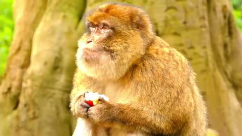Monkey Videos Funny and Cute Monkey Video