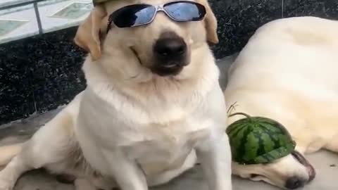 Dogs chilling with watermelon hat on summer
