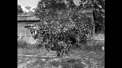 Plant Culture 02 Wild Apple Genetic Diversity