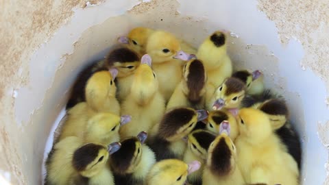 How amazing are Muscovy ducklings