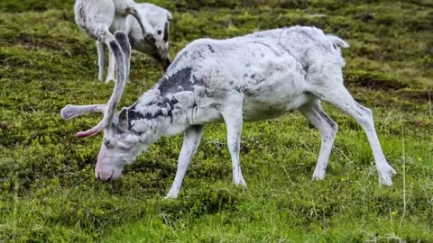 Colorful sounds of domestic farm animals: sheep, horse, cow, llama, chicken, pig, goose, cat, donkey