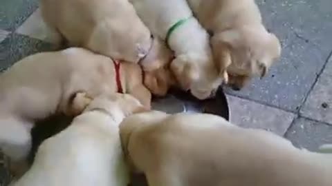 Labrador puppies move in sync during meal time