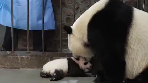 Clips Of Panda Baby And Mom In Every Step Of The Childhood