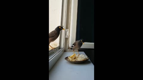 funny birds fight for food.