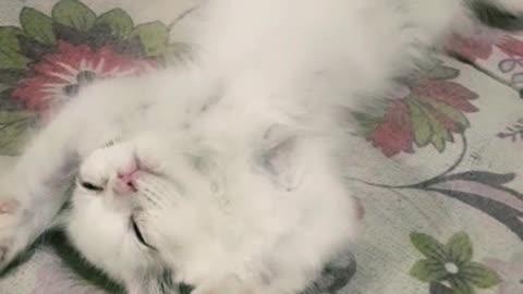 Kitten Sleeping Like A King