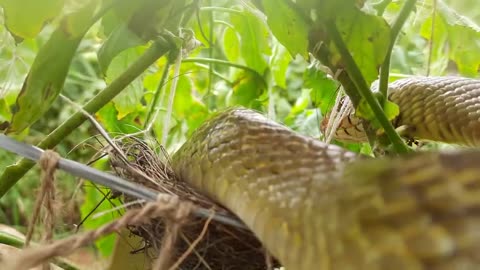 BEAUTIFUL BABY BIRDS, Falcon, Red Crow, Snake, Cuckoo, Coucal Attacking | HD Baby bird getting eaten