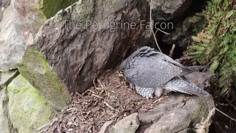 Peregrine Falcon Nesting 4k HQ