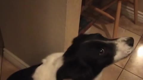 My talking border collie - learning to say "hello"!