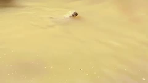 PUG PUPPY SWIMMING