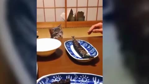 A hungry cat determined to steal the fish from the plate