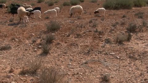 Sheep Lamb Animal Herd Nature Freedom Berger 🌴🌴