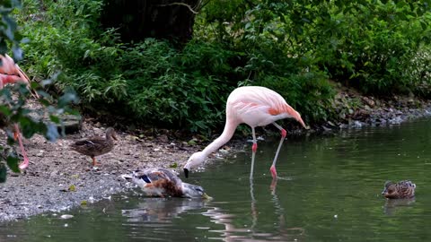 Flamingo Pink Animal Birds Feeder Pond Water/