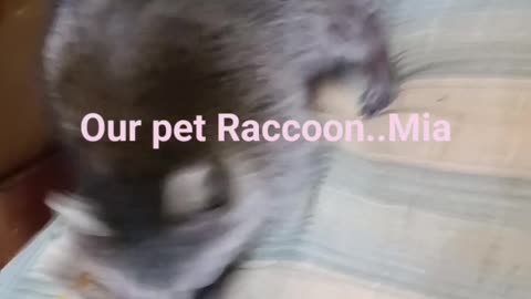Pet raccoon checking her new place out
