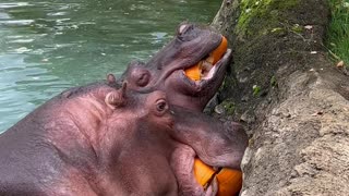 Hungry Hippos Enjoy Pumpkin Treats