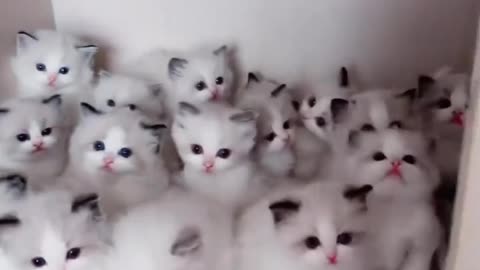 Cute kittens 🥰🥰Lots of cute things here |
