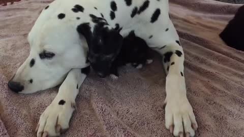 3-week-old kitten cuddles with Dalmatian