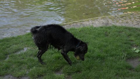 dog labrador dog swims paws webs water dog retrieve videos