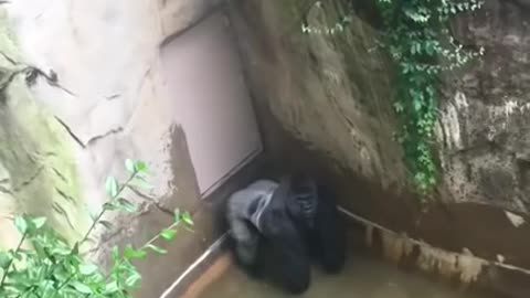 Harambe Gorilla getting shot full video
