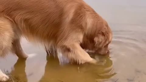 GOLDEN DOG HELP DYING FISH TO SWIM IN DEEP WATER.mp4