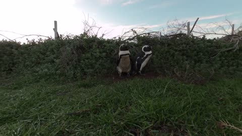 Penguins at Sunrise- South Africa VR180