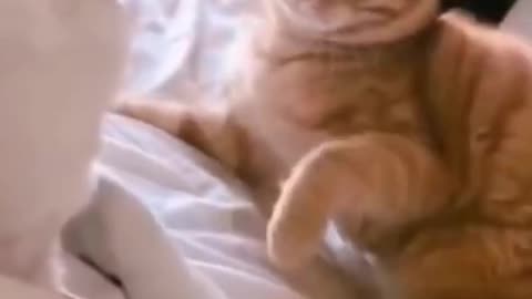 Funny & cute cat dog life - Best of the 2021 #shorts #naughtycat