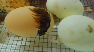 Watching A Baby Chick Hatch