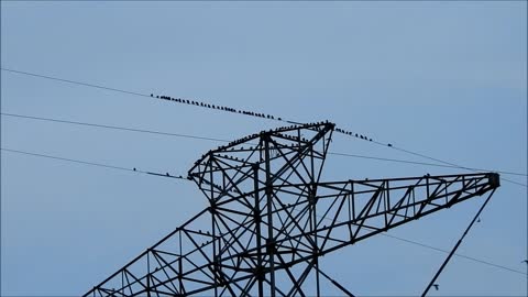 Purple Martins