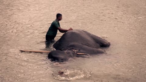 elephant taking bath in pinnawala orphanage in sri lanka super slow motion