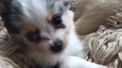 Tiny fearless puppy plays with doggy best friend