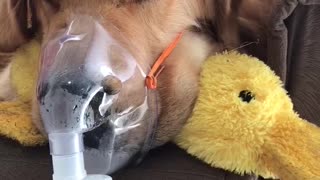 Dog Wears Breathing Mask to Help His Cough