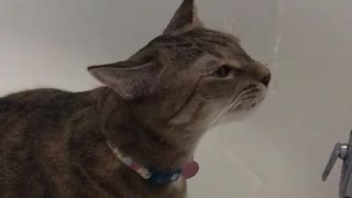 Cat enjoys water from faucet