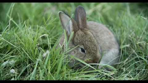 Little gray rabbit eats grass in the meadow. Cute fluffy creature