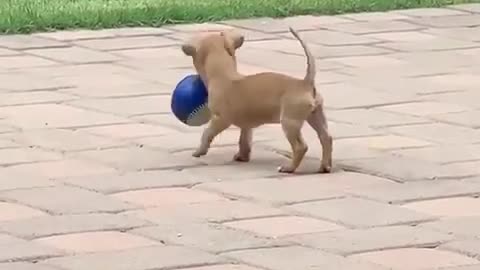 Chihuahua puppy successfully retrieves ball for the first time