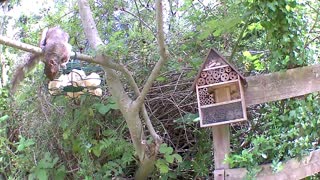 Cute squirrel at the birdfeeder at Our Wildlife Oasis - 17th July 2020