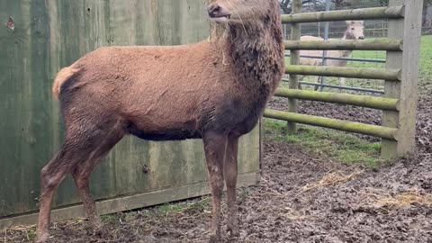 Red Deer Stag In His Emo Era