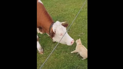 The interaction between the cat and the cow is really funny