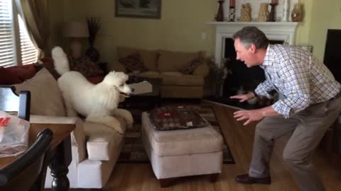 Dog and owner playfully chase each other