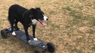 Border Collie Goes For A Ride On A Motorized Skateboard