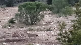 Young Deer Goes to Feed
