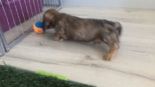 Mini dachshund pup plays with ball for the first time