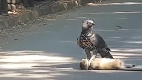 Monkey being dragged by a Harpy Eagle