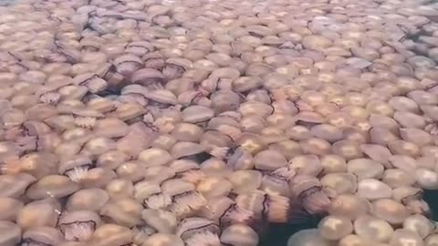 Jellyfish have flooded the port of Trieste in northern Italy
