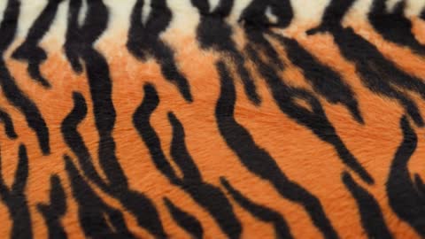 Tiger fur fabric close-up. Animal print background, striped wool textile