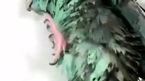 Cute parrot bathing. funny bird.