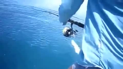 A nice funny fishing video, extreme fishing with sharks